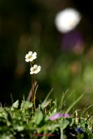 Alpen Fettkraut (1)